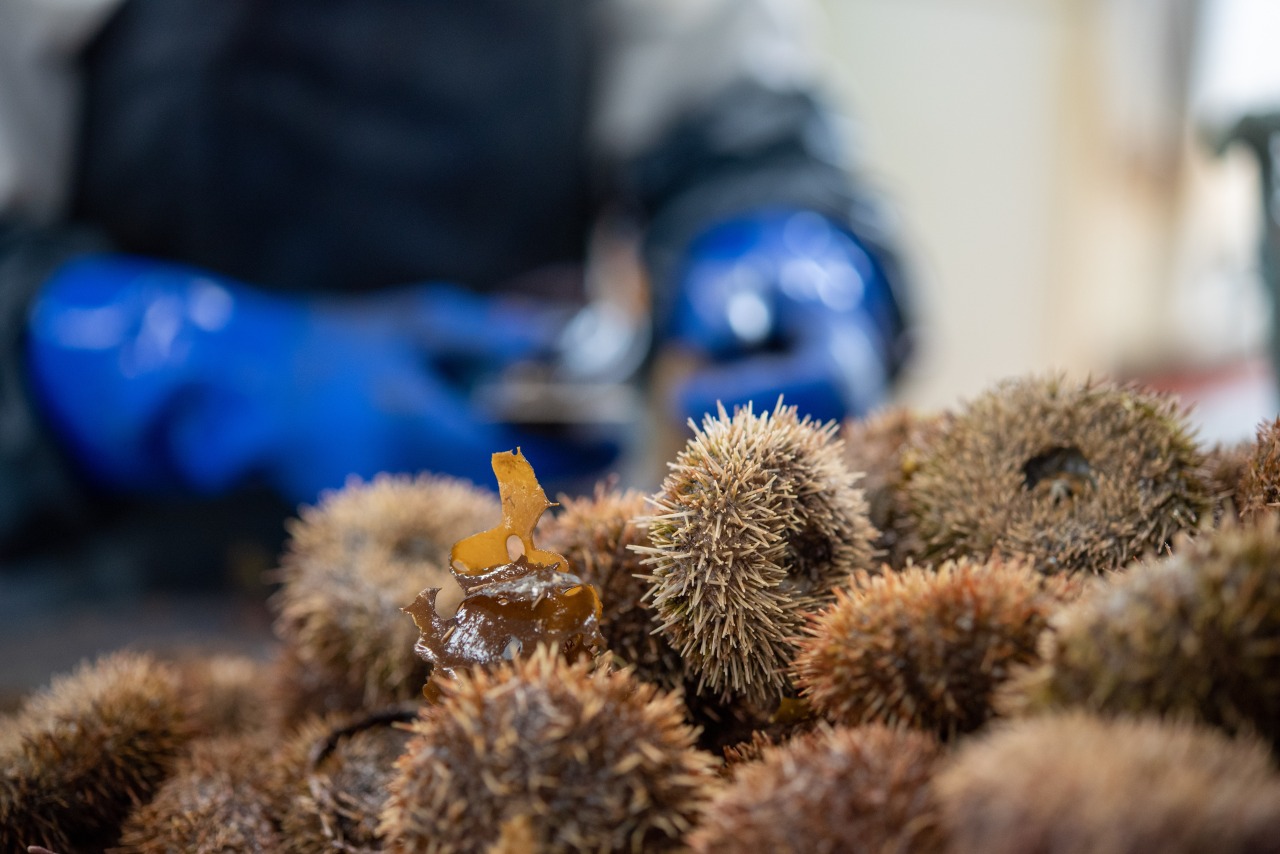 生うにを選別する職人の手元